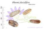 Graines de Phoenix dactylifera, Semences Phoenix dactylifera, Graines de Palmier dattier