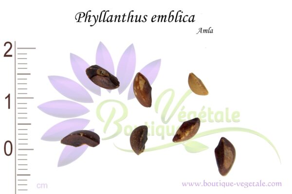 Graines de Phyllanthus emblica, Phyllanthus emblica seeds