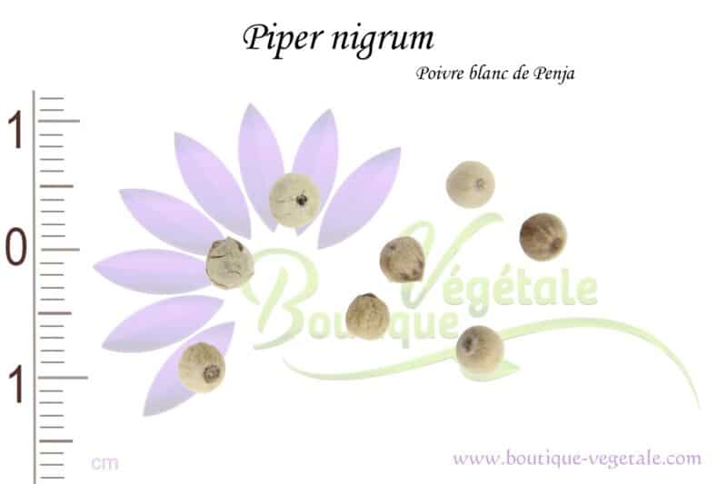 Graines de Piper nigrum 'Penja', Piper nigrum 'Penja' seeds