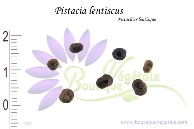 Graines de Pistacia lentiscus, Pistacia lentiscus seeds