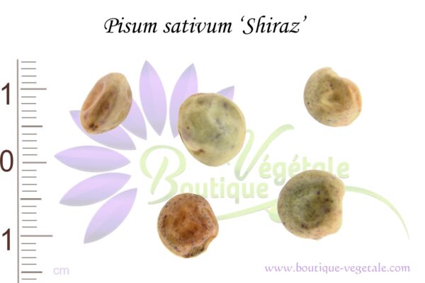 Graines de Pisum sativum 'Shiraz', Pisum sativum 'Shiraz' seeds