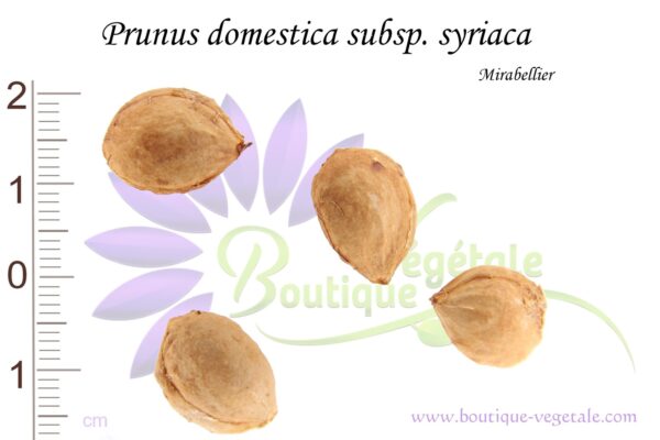 Graines de Prunus domestica subsp. syriaca, Prunus domestica subsp. syriaca seeds