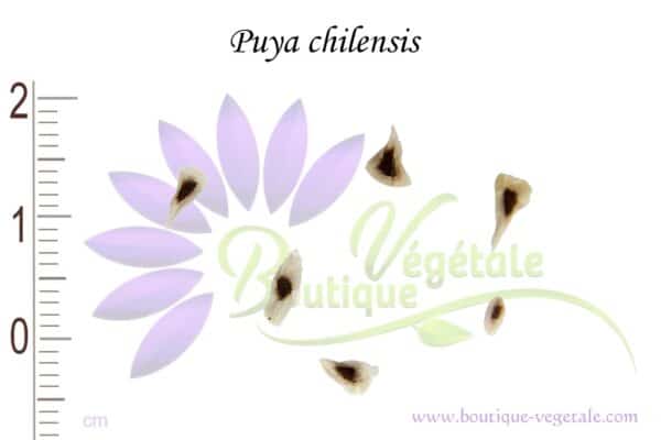 Graines de Puya chilensis, Puya chilensis seeds