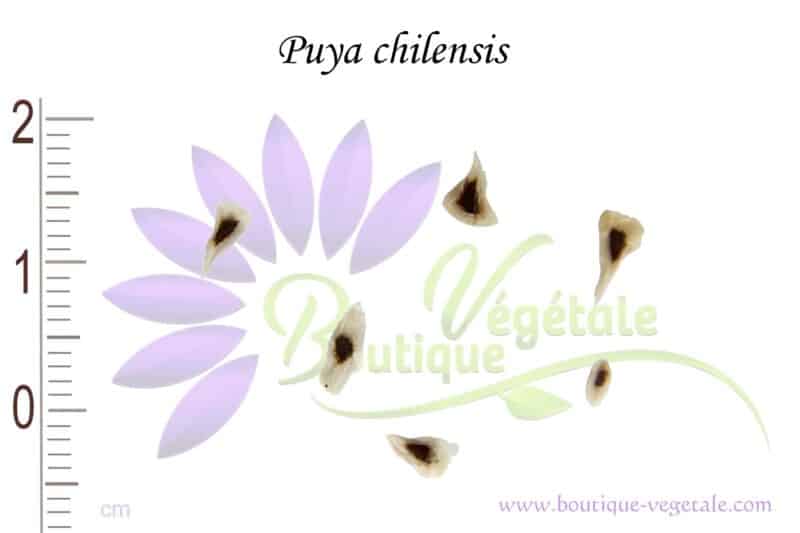Graines de Puya chilensis, Puya chilensis seeds