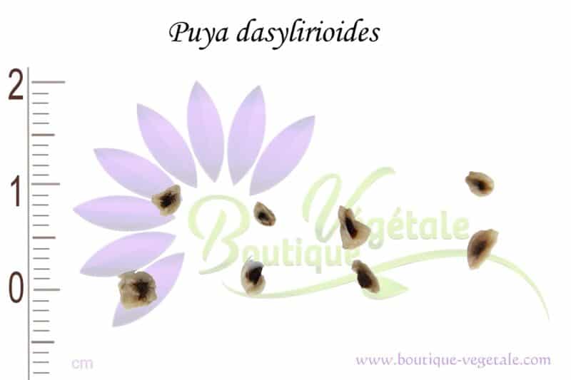 Graines de Puya dasylirioides, Puya dasylirioides seeds