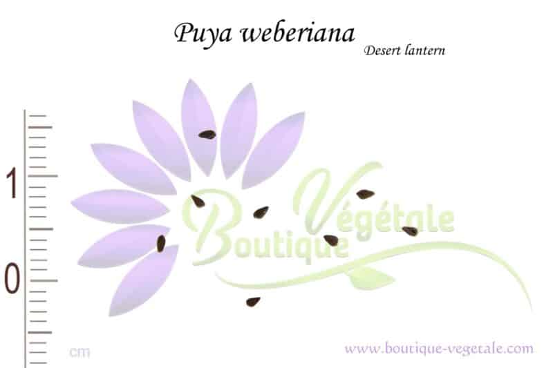 Graines de Puya weberiana, Puya weberiana seeds