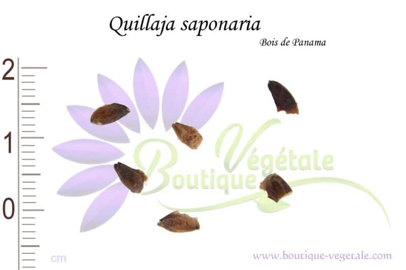 Graines de Quillaja saponaria, Quillaja saponaria seeds