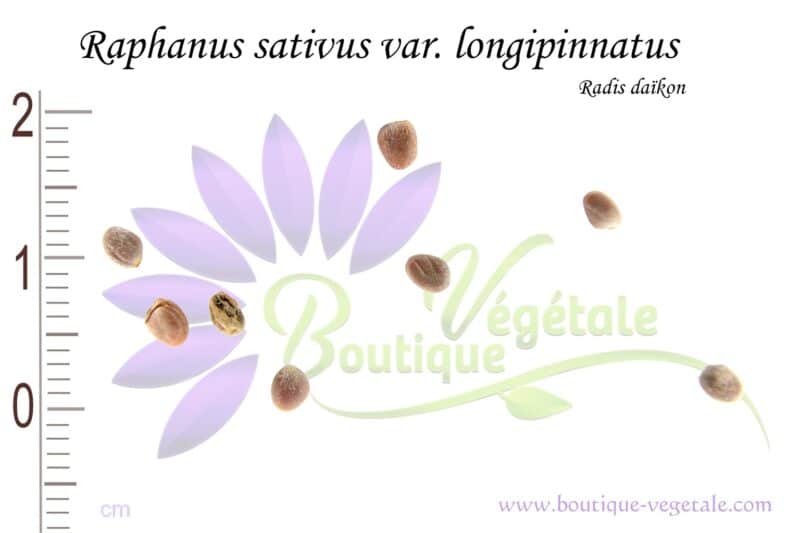 Graines de Raphanus sativus var. longipinnatus,Raphanus sativus var. longipinnatus seeds