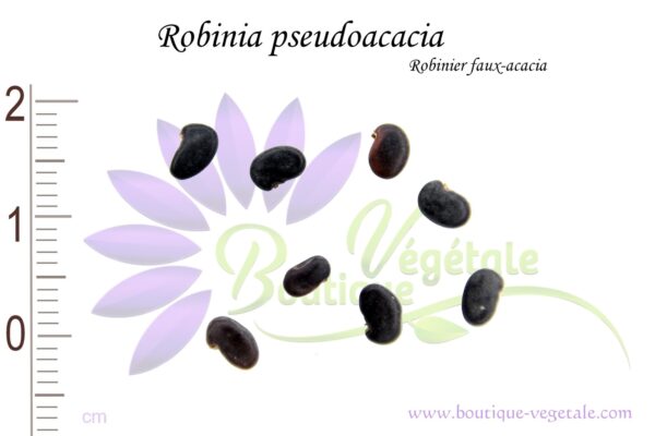 Graines de Robinia pseudoacacia, Robinia pseudoacacia seeds