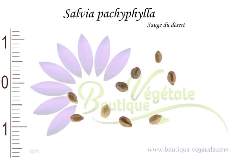 Graines de Salvia pachyphylla, Salvia pachyphylla seeds