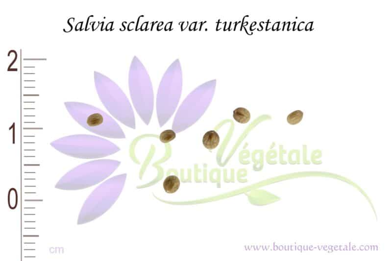 Graines de Salvia sclarea var. turkestanica, Salvia sclarea var. turkestanica seeds