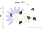 Graines de Senna alata, Senna alata seeds