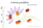 Graines de Sesbania grandiflora, Sesbania grandiflora seeds