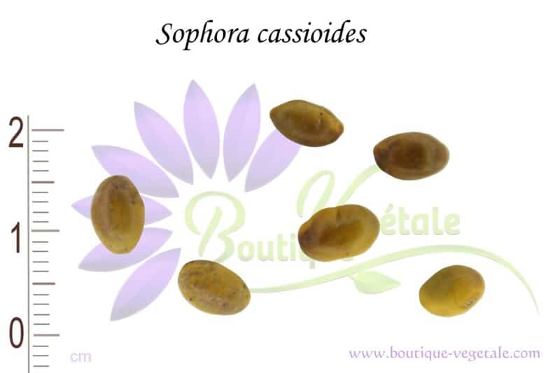 Graines de Sophora cassioides, Sophora cassioides seeds