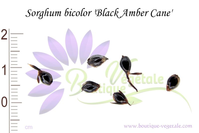Graines de Sorghum bicolor 'Black Amber Cane', Sorghum bicolor 'Black Amber Cane' seeds