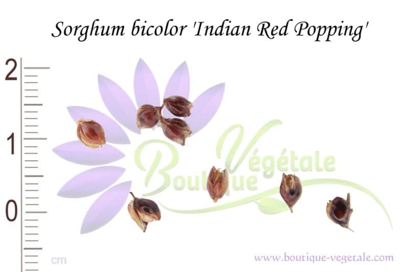 Graines de Sorghum bicolor 'Indian Red Popping', Sorghum bicolor 'Indian Red Popping' seeds