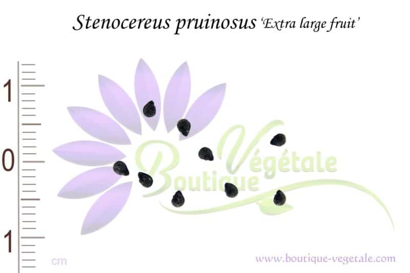Graines de Stenocereus pruinosus 'Extra large fruit', Stenocereus pruinosus 'Extra large fruit' seeds