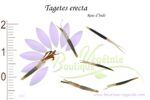 Graines de Tagetes erecta, Tagetes erecta seeds
