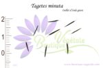 Graines de Tagetes minuta, Tagetes minuta seeds