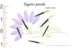 Graines de Tagetes patula, Tagetes patula seeds
