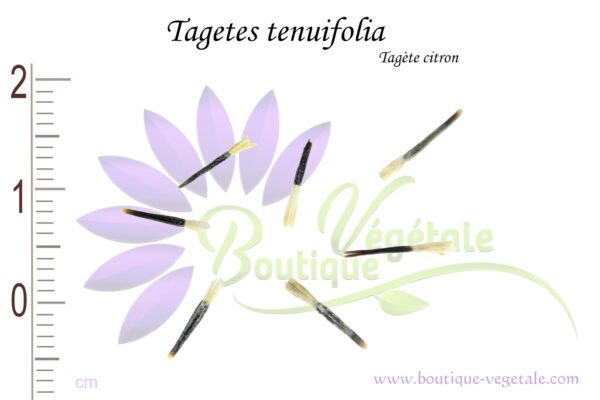 Graines de Tagetes tenuifolia, Tagetes tenuifolia seeds
