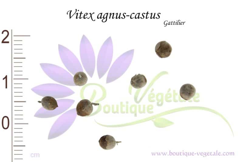 Graines de Vitex agnus-castus, Vitex agnus-castus seeds
