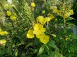 Graines d'Œnothera biennis, Graines d'Onagre jaune