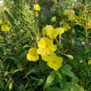 Graines d'Œnothera biennis, Graines d'Onagre jaune