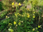 Graines d'Œnothera biennis, graines d'Onagre jaune