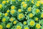 Rhodiloa rosea, Orpin rose, graines Rhodiloa rosea, semences Orpin rose, achat Rhodiola rosea