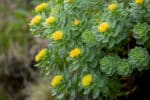 Rhodiloa rosea, Orpin rose, graines Rhodiloa rosea, semences Orpin rose, achat Rhodiola rosea