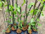 plant vanille, achat vanille, achat plant de vanille, achat vanilla planifolia, achat plant vanillier, plant orchidée vanille