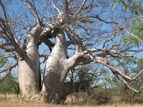 Graines d'Adansonia gregorii, graines de Baobab australien