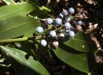 Graines d'Alpinia caerulea, graines du Gingembre bleu, Gingembre indigène, Gingembre sauvage d'Australie, Myoga bleu