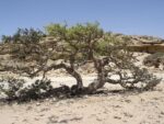 graines de Boswellia sacra, Graines d'arbre à encens