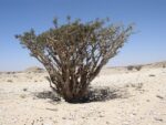 graines de Boswellia sacra, Graines d'arbre à encens