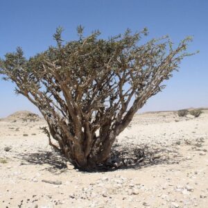 graines de Boswellia sacra, Graines d'arbre à encens