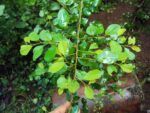 Graines de Commiphora wightii, graines de Guggul