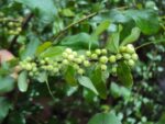 Graines de Commiphora wightii, graines de Guggul