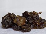 Graines de Commiphora wightii, graines de Guggul