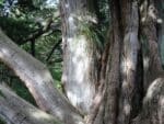 Graines de Cordyline australis var. purpurea, Graines de Cordyline pourpre