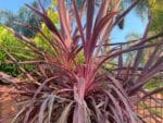 Graines de Cordyline australis var. purpurea, Graines de Cordyline pourpre