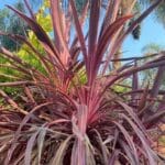 Graines de Cordyline australis var. purpurea, Graines de Cordyline pourpre