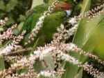 Graines de Cordyline australis var. purpurea, Graines de Cordyline pourpre