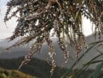 Graines de Cordyline australis var. purpurea, Graines de Cordyline pourpre