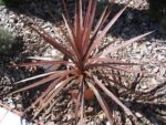 Graines de Cordyline banksii, Graines de Tī Ngahere, Cordyline