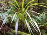 Graines de Cordyline banksii, Graines de Tī Ngahere, Graines Cordyline