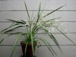 Graines de Cordyline banksii, Graines de Tī Ngahere, graines de Cordyline