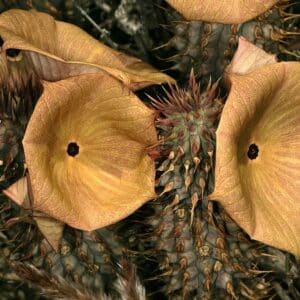 Graines de Hoodia gordonii , graines de Xhoba