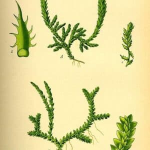 Selaginellaceae - Famille des Sélaginellacées
